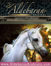 Aldebaran Arabians Facebook
