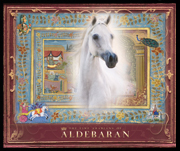 Aldebaran Arabians Press Feature